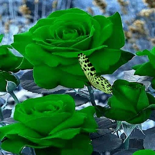 Green Roses Butterfly LWP 3