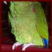 Amazon Parrots wallpapers أيقونة