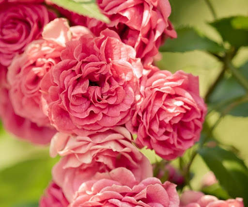 Pink Rose Wallpapers screenshot 11