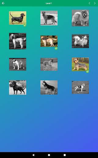 Dog Quiz: Guess the Breed — Game, Pictures, Test screenshot 19
