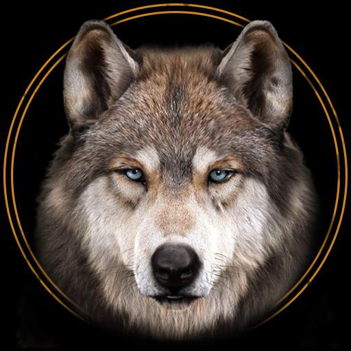 Lone Wolf Wallpapers HD 2.1