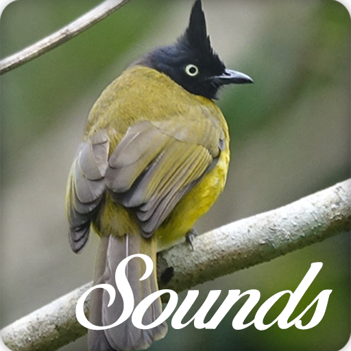 Black Crested Bulbul Bird Song and Ringtone Audio icon