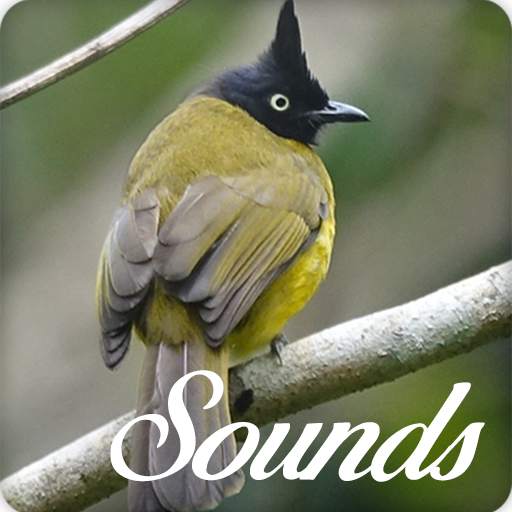 Black Crested Bulbul Bird Song and Ringtone Audio 3.0.0