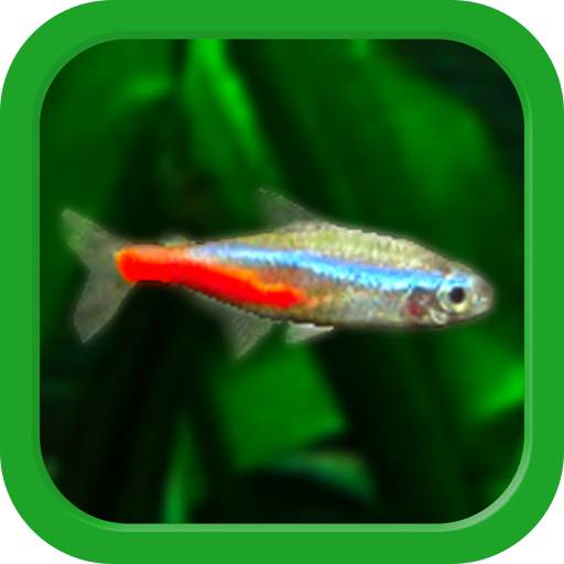 Tropical Fish Tank - Mini Aqua 3.72