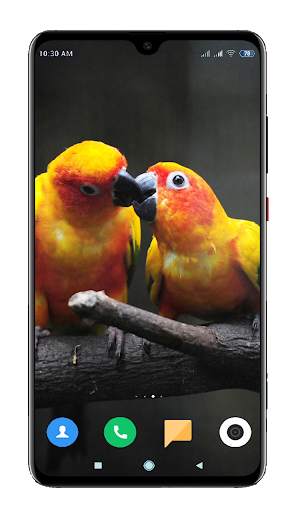 Bird Wallpaper 4K स्क्रीनशॉट 3