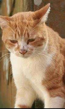Pretty Cats Wallpapers screenshot 2