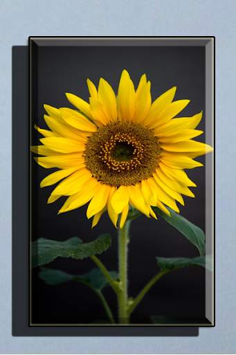 Sunflower Wallpaper HD full offline screenshot 3