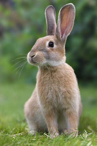 Bunny Wallpaper screenshot 7