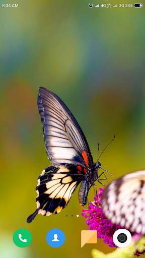 Macro Wallpaper HD screenshot 4