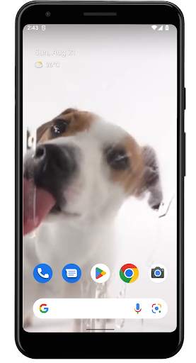 Dog Licks Screen Wallpaper screenshot 2
