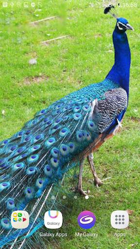 Peacock Live Wallpaper screenshot 5
