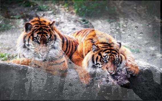 Tigers and Lions screenshot 4