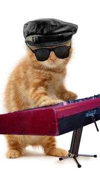 Funny cats Dancing and playing screenshot 10