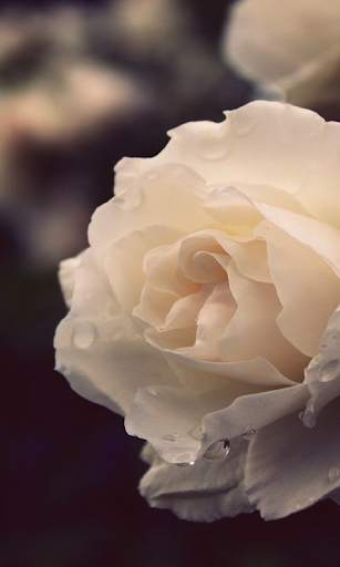 White Rose Live Wallpaper screenshot 2