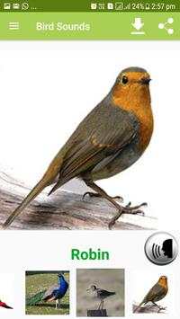 Bird Sound & Pictures screenshot 14