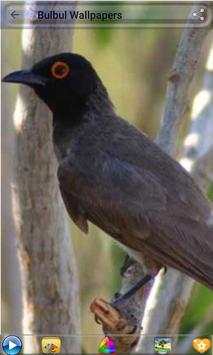 Bulbul Wallpapers screenshot 1