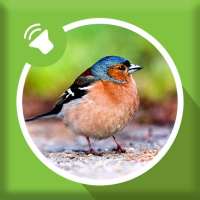 Bird Sounds