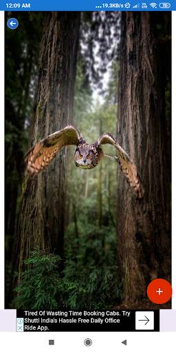 Owl Wallpaper: HD images, Free Pics download screenshot 5