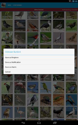 Asian Birds Sounds Free screenshot 23