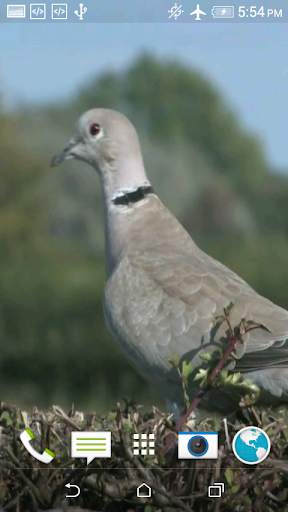 Dove 3D screenshot 6