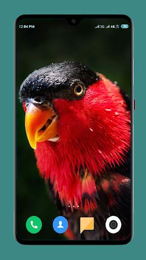 Parrot Wallpapers 4K screenshot 10