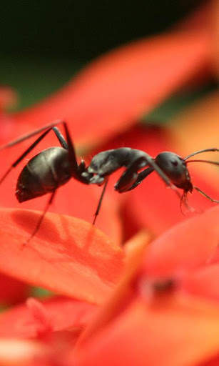 Ant Wallpaper screenshot 2