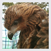 All Birds icon
