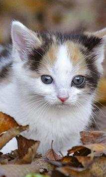 Cats Free Games Jigsaw Puzzles screenshot 1