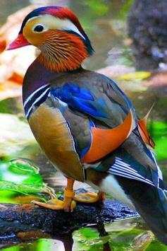 Bird HD Wallpaper screenshot 10