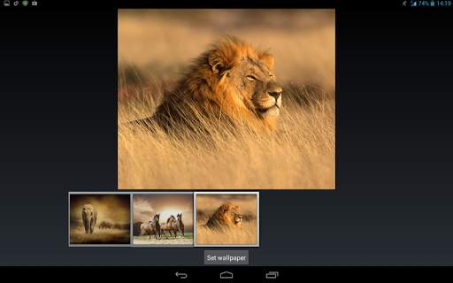 Savanna Animals Theme screenshot 11