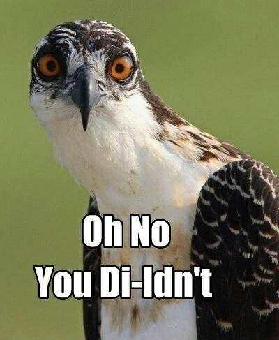 Funny Animal Meme screenshot 1