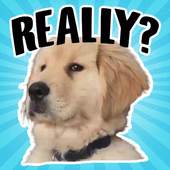 Golden Retriever Stickers for WhatsApp 2.1