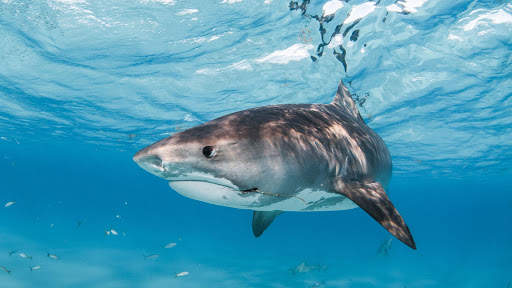 Shark Live Wallpaper (Wallpapers & Backgrounds) screenshot 13