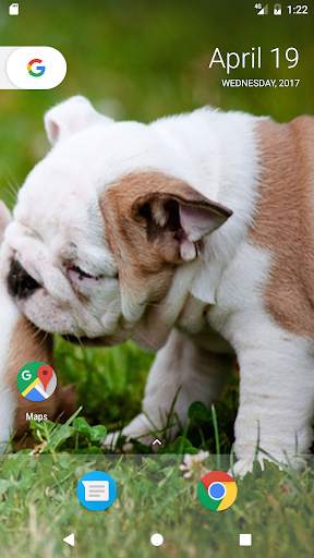 Pitbull Pup Wallpaper HD 8 تصوير الشاشة