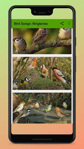 Bird Songs Ringtones screenshot 1