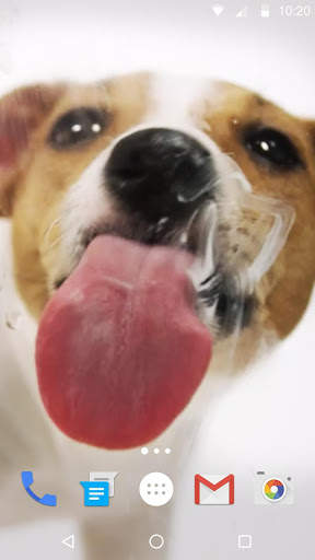 Dog Licks Screen Wallpaper 2019 скриншот 1