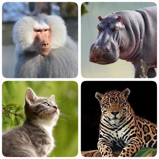Mammals – Learn All Animals in 1.92