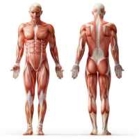 Anatomy Muscles on 9Apps