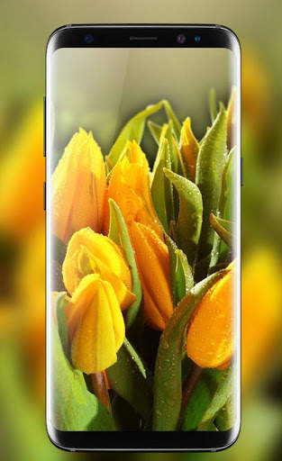 Tulips Live Wallpaper 2018 – Flower HD Backgrounds screenshot 4