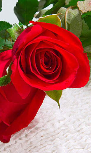 Red Rose Live Wallpaper screenshot 5