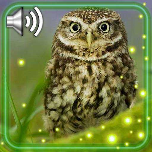 Owls Amazing Live Wallpaper 1.2