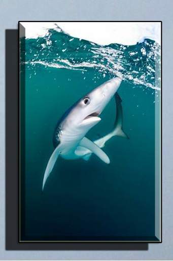 Shark Wallpaper HD screenshot 2