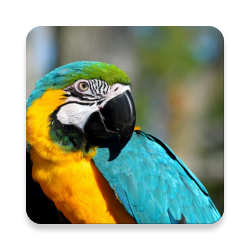 Macaw Bird Sound Collections ~ Sclip.app icon