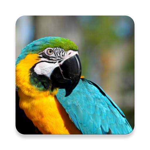 Macaw Bird Sound Collections ~ Sclip.app 1.0.2