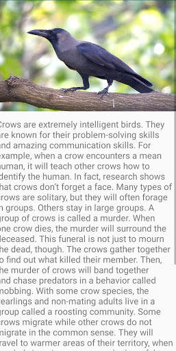 Crow Bird Fact screenshot 4