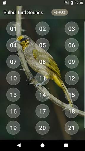 Bulbul Bird Sound Ringtones скриншот 2