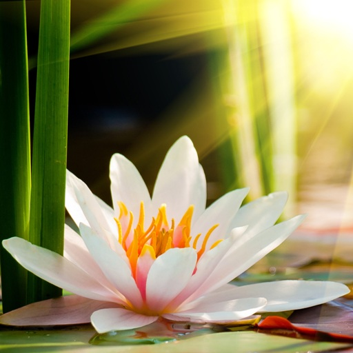 Lotus Flower Wallpaper HD icon