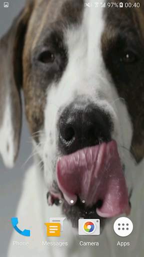 Cute Dog Video Live Wallpaper Free screenshot 3