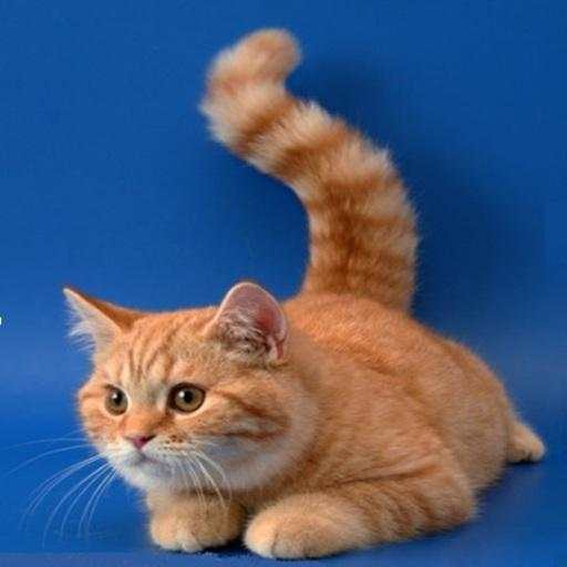 Game for Cat 11.0