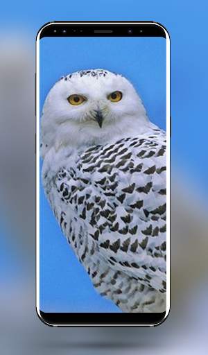 Owl Bird Wallpaper - 4k & Full HD Wallpapers screenshot 8